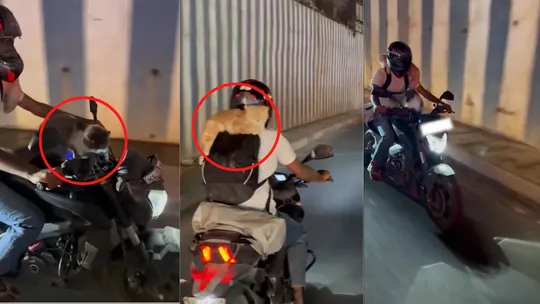 cats on biKe viral