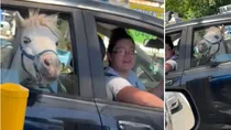 Horse In A car Viral