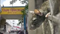 Mouse bites eyes of Dead body 