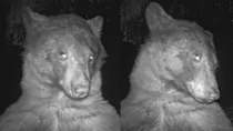 wild bear took 400 selfies with monitoring camera viral photos