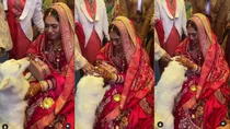 bride cried dog viral