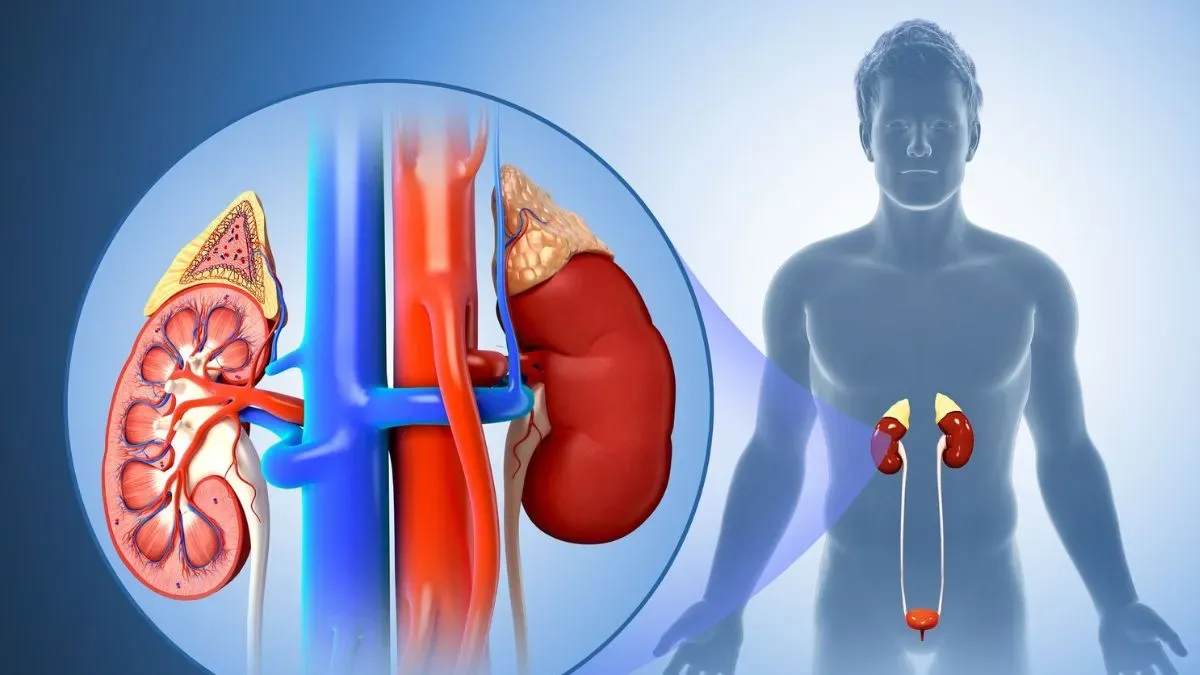 why diabetes damages your kidney how to prevent