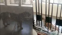 leopard enters Ghaziabad district court