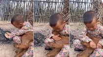 Kid Lamb Viral Video