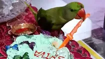parrot cut cake bihar viral