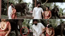 Wedding Shoot Viral Elephant