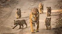 tiger deaths file image