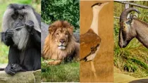animals found only in india