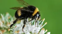 A closeup of a bumblebee on a flower.