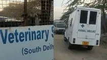 Siblings mauled to death by stray dogs in South Delhi’s Vasant Kunj