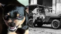 government act for dogs caused riots in Maharashtra 1813 parsi