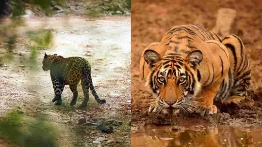 rare photo of tiger eating leopard viral on social media