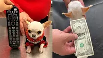 Chihuahua becomes world's smallest dog breed