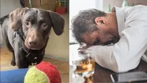 Alcoholic UK dog which got addicted to drinks