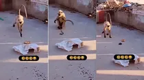 monkey Viral
