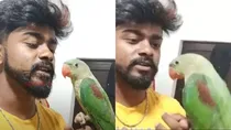 youtuber arrested for uploading videos of torturing parrots