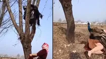 Woman climbs tree to steal peacock’s eggs, bird attacks her