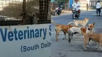 Dogs attack kid in Delhi, kid hospitalised 