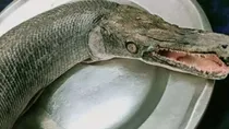 alligator gar fish in bhopal 