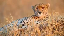 Another cheetah Uday from South Africa dies in Kuno National Park during treatment