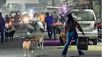 Stray dogs