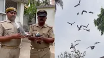 Pigeon service continues in Odisha, only one in the world