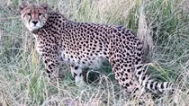 third cheetah died in kuno national park