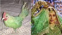 man painted hen in green colour tried to sell it as parrot online viral photo