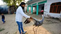 Arif and Saras - how much has the bird changed since joining Kanpur zoo