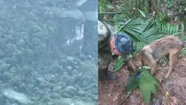 Colombian children found alive in jungle weeks after plane crash