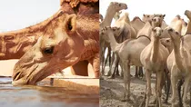 25 camels dies after drinking polluted water from pond in Bharuch Gujarat