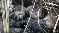 2 month old cheetah cub dies