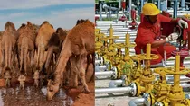25 camels died after drinking water polluted due to ongc pipeline leak gujarat 