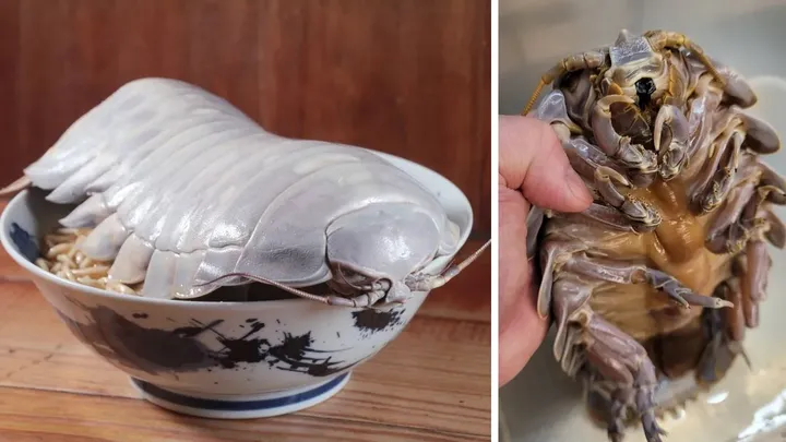 14 legged sea creature isopoda served with noodles at restaurant viral sea food