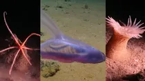 pacific ocean scientists found 5000 new sea species danger of mining