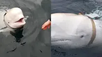 Russian spy whale 