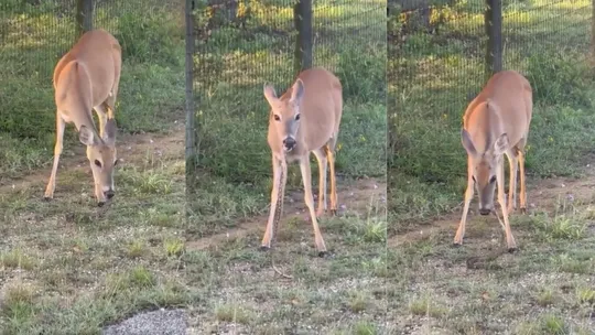 deer eating snake 