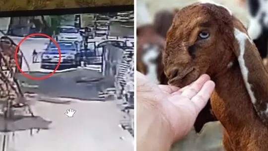 goat stolen in car with vvip number plate in lucknow uttar pradesh cctv video viral 