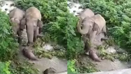 viral video of elephant mother