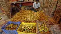 mangoes need 27 to 35 degree celcius to grow well.