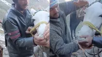 Horse forced to smoke enroute Kedarnath temple, video goes viral