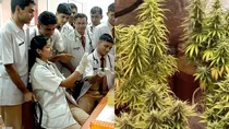Three held in Shivmogga for growing and peddling cannabis in Karnataka