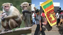 Sri Lanka halt decision of exporting one lakh endangered monkeys to China