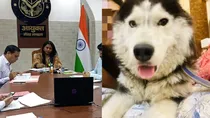 Meerut commissioner’s dog goes missing, police visit 500 houses, CCTV searched