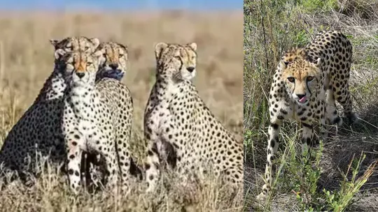 Cheetah Fight In Kuno Brought From Namibia And South Africa One Injured