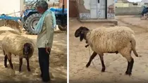 shepherd refused one crore rupees offer for special lamb bakrid rajasthan churu viral