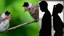bird seperates as human take divorce