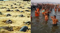 river turtles varanasi clean ganga