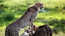 another cheetah tejas dies at kuno national park 