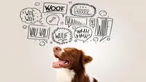 Its about dog impact feature